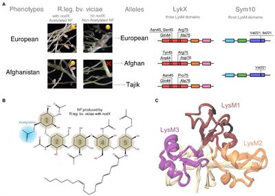 Towards Understanding Afghanistan Pea Symbiotic Phenotype Through the Molecular Modeling of the Interaction Between LykX-Sym10 Receptor Heterodimer and Nod Factors